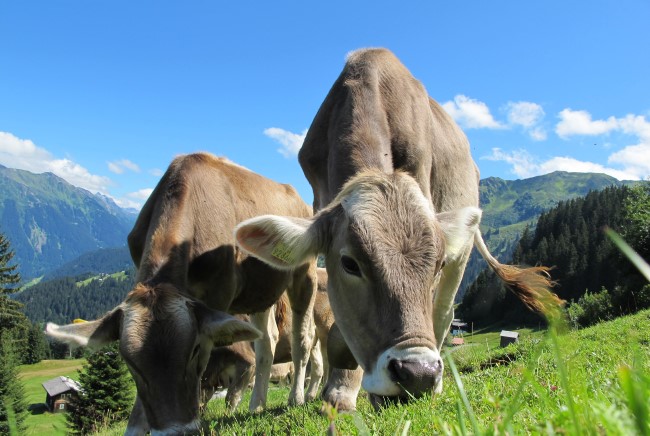 Dairy Industry Vials