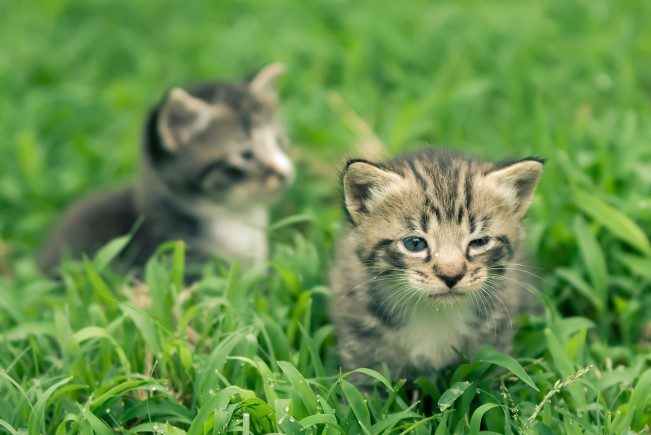 Veterinary Vials