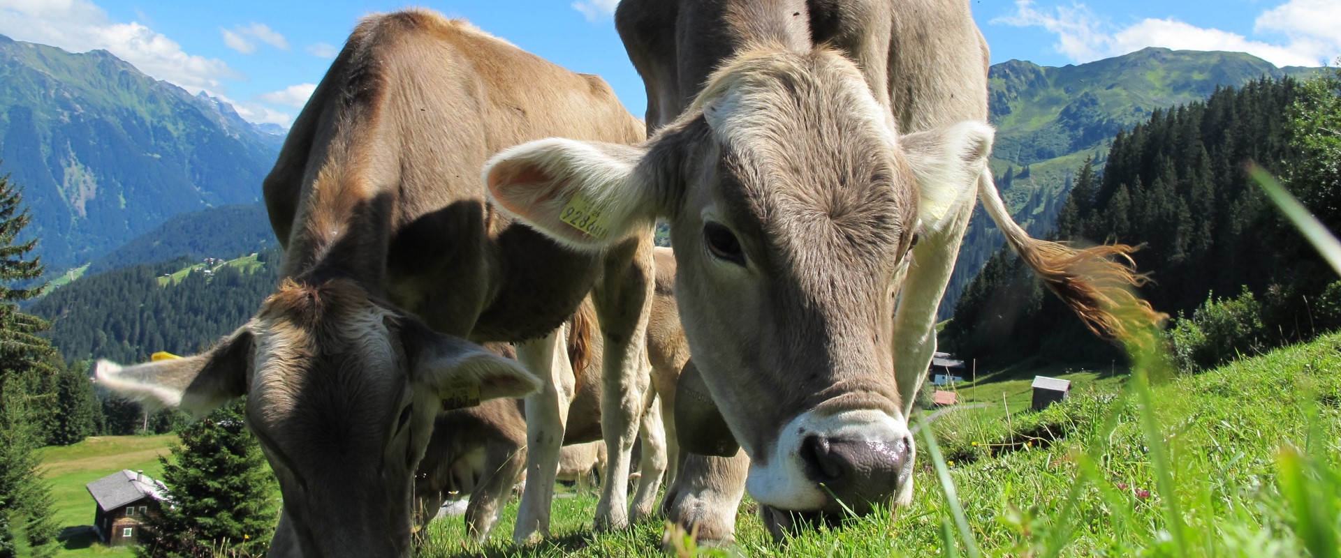 Dairy Industry Banner