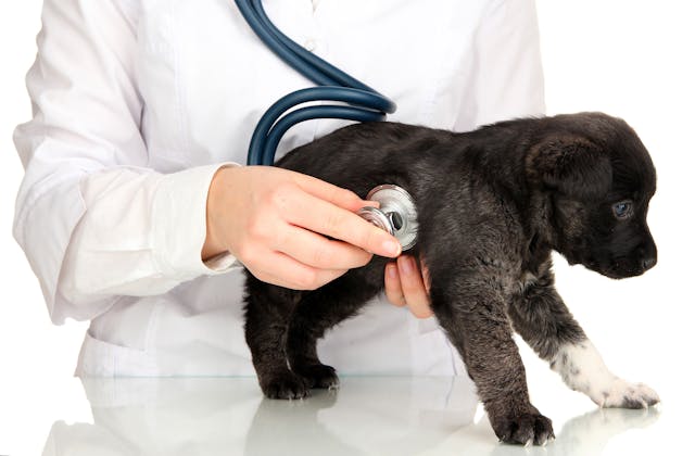 Veterinary Clinics Banner